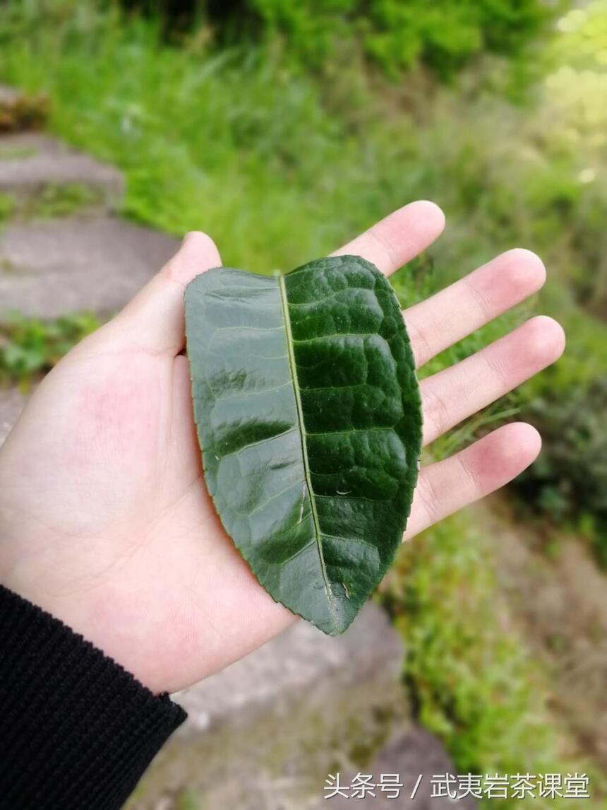 跟着节气去饮茶｜小满未满，茶已备好，正是喝茶好时节