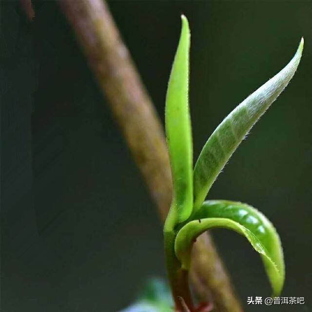 2019普洱茶吧明前头春勐海《月光白》白茶