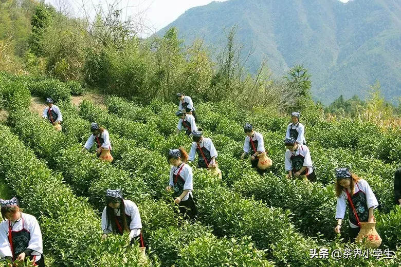 茶叶出口怎么做？一起看王光熙带领的新三板茶企，松萝茶业这4年