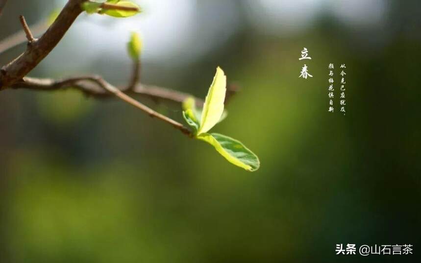 茶事 | 节气茶之立春