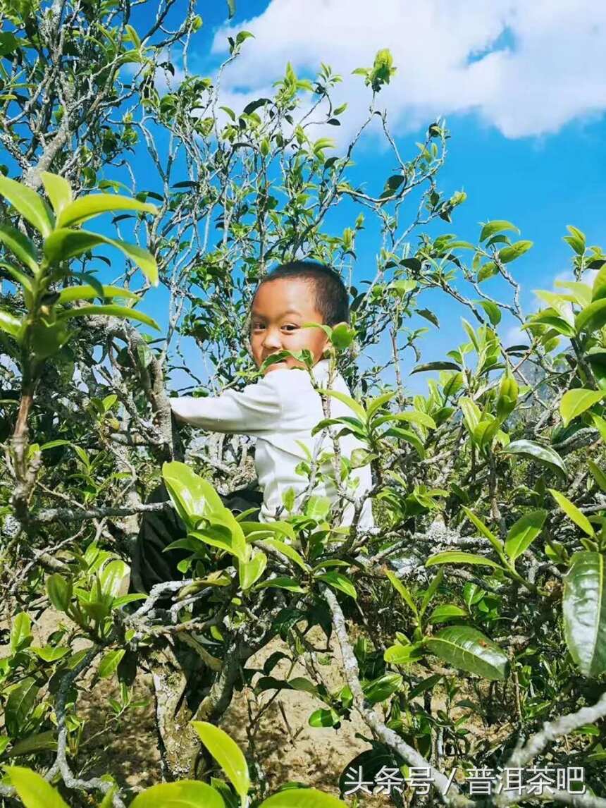 临沧茶山新发现丨梅子箐，最打动自己的茶山