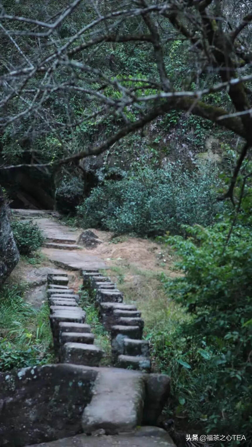 福建之茶 | 这份武夷岩茶的简介，建议收藏