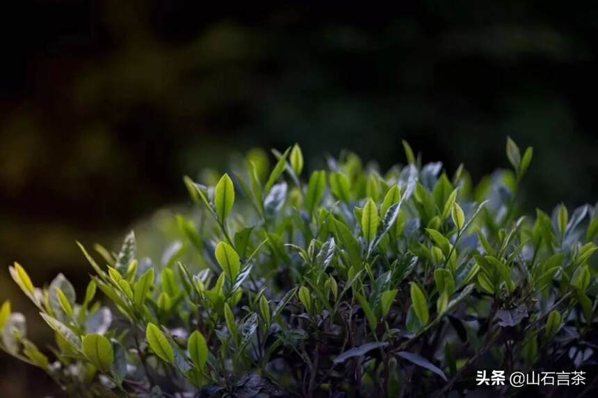 茶课堂 | 你知道好茶需要怎样的种植环境吗？