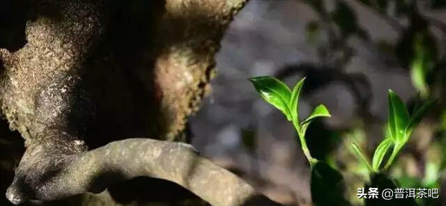 【干货分享】临沧茶除了冰岛和昔归，还有些什么？