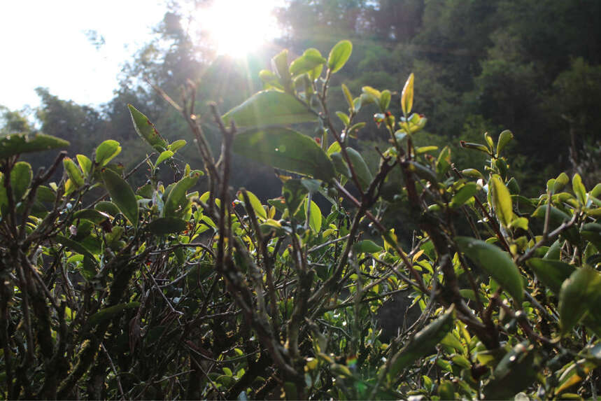 建窑建盏与武夷岩茶：宋代茶文化，奠定了日本茶道的基础