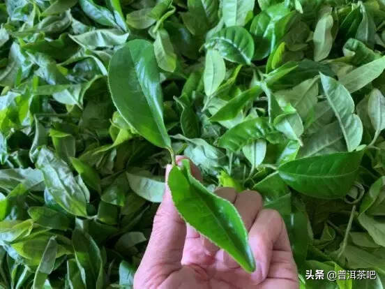 茶园大旱、森林大火，是茶荒还是人慌？