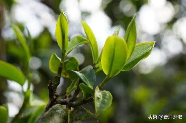 「干货分享」详解云南临沧勐库冰岛茶