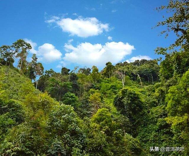 对于普洱茶客来说，易武茶终究是绕不过去的坎