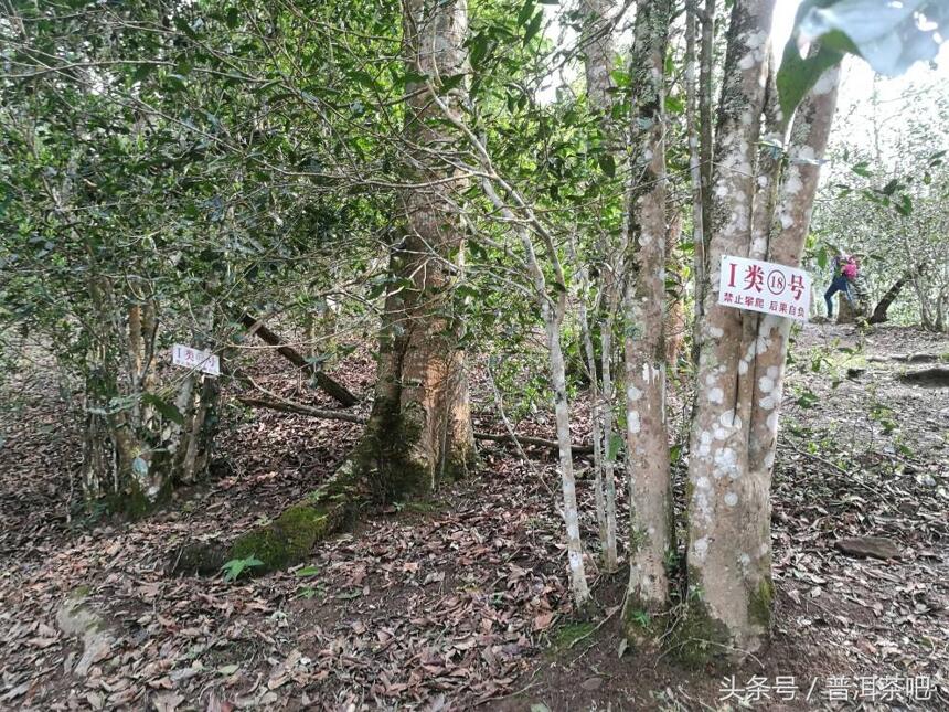 茶吧小分队茶山行——薄荷塘