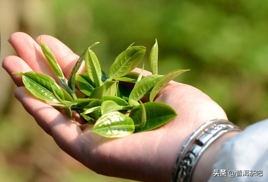 「干货分享」有关倚邦小叶种的误传