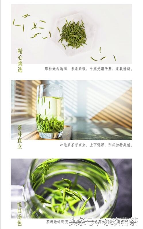 六大茶类——常见名优绿茶