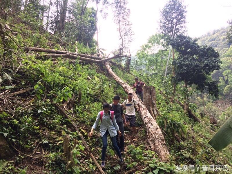 茶吧小分队，巡山之桐箐河