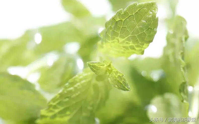 茶趣｜好茶如美女，闻香即可识