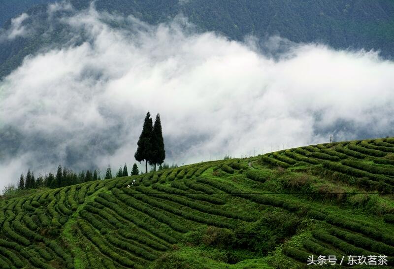 看了这篇，你就了解六大茶类特征和加工方法！