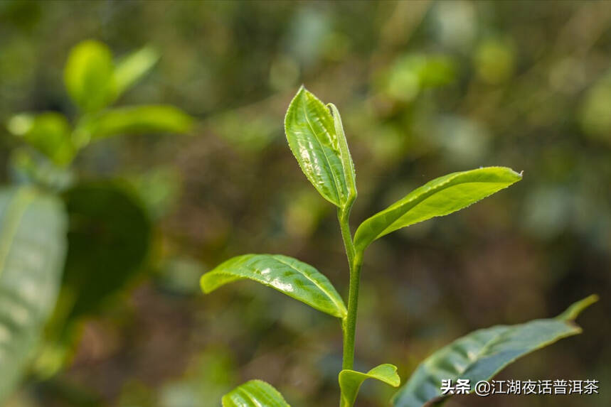 普洱茶这款好喝，另外那款也不错！究竟哪款更好？