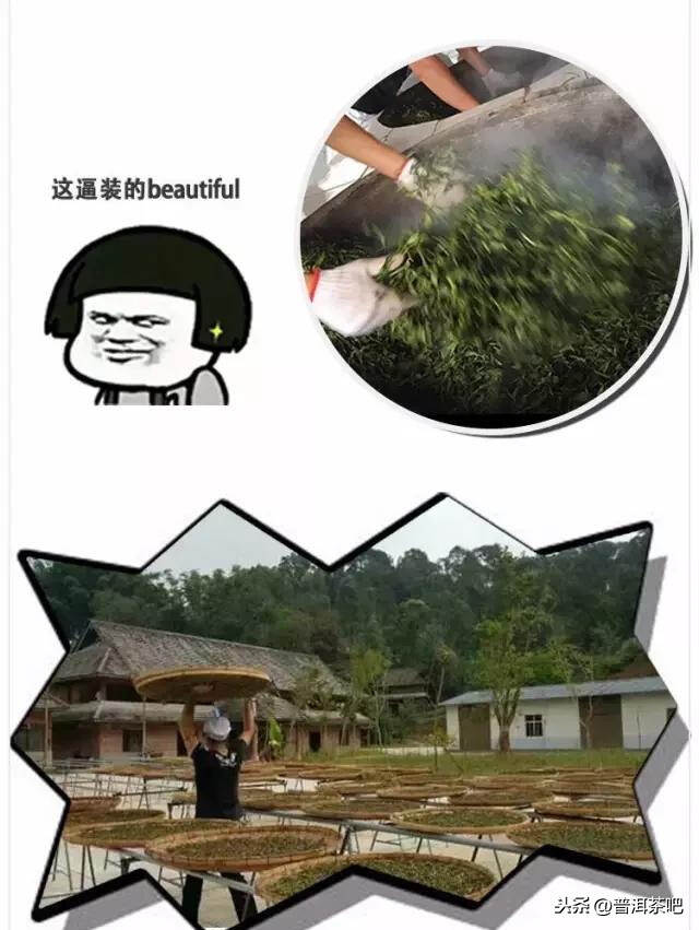 【易武青饼微定制】2020年普洱茶吧易武青饼春茶生茶