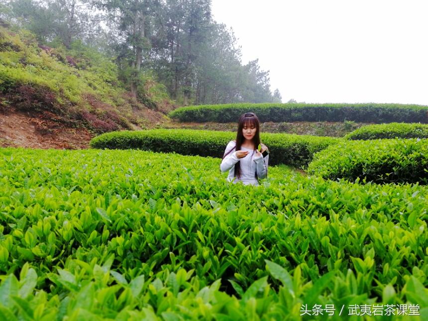 学茶笔记：武夷山何时有茶？武夷岩茶最早在何时问世？