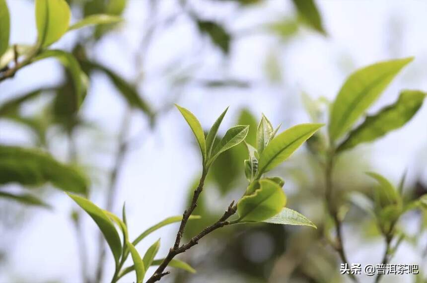 普洱茶之老班章古树茶特点及辨别