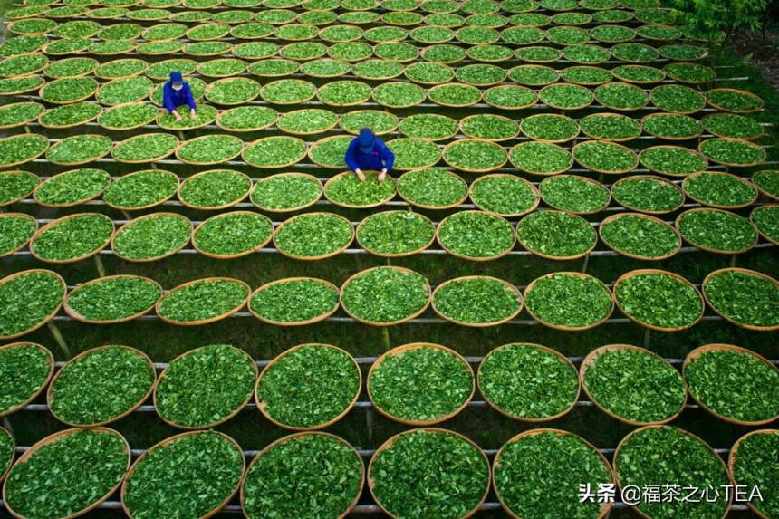 日光萎凋丨一场关于白茶的视觉盛宴