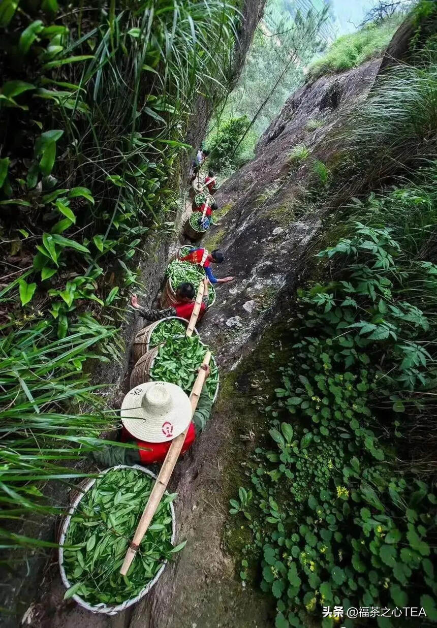 福建之茶 | 这份武夷岩茶的简介，建议收藏