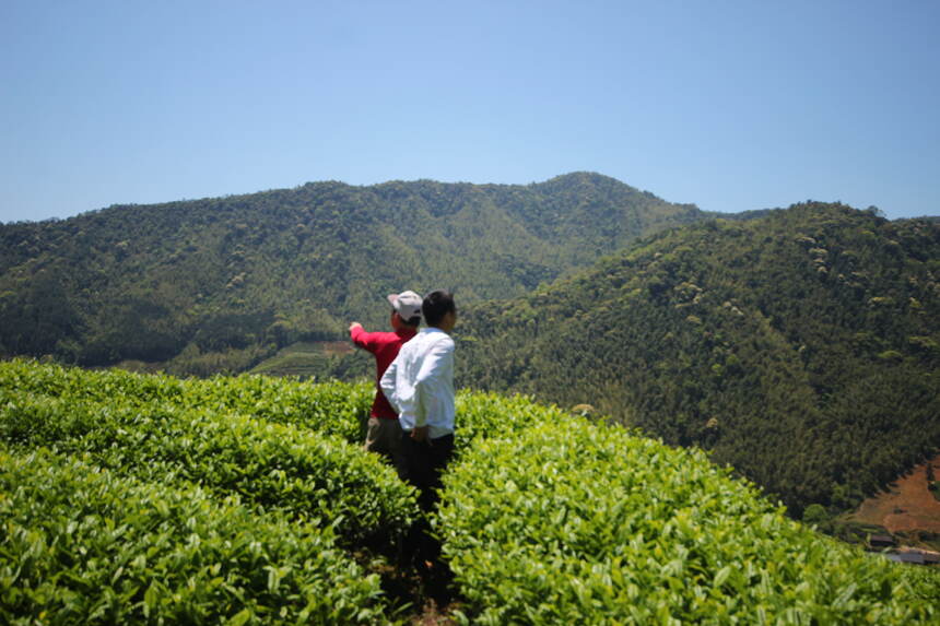 武夷山市茶业局致全市茶企茶农的一封信:安全生产是最大的效益