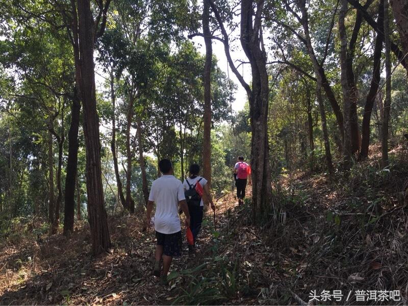 茶吧小分队，巡山之桐箐河