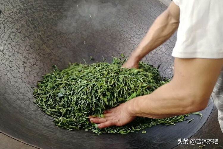 普洱毛茶是绿茶吗？