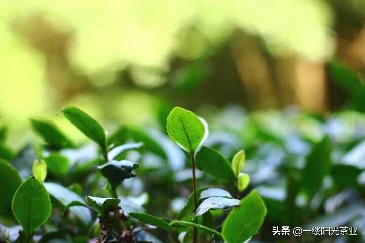 所有的茶叶都需要洗茶么