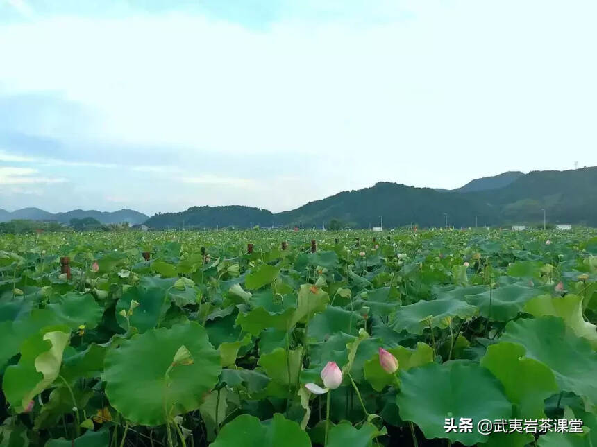 朱熹故里：走进武夷山千年古镇，与人文山水隔空对话