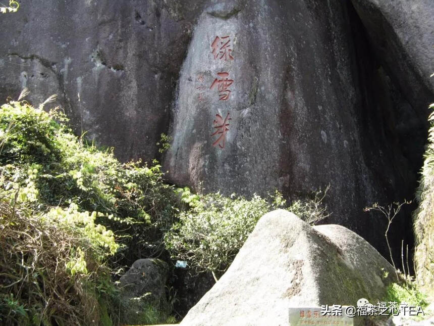 建议收藏：福建茶叶大汇总，了解福建全部茶叶看这一篇就够了