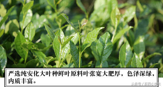 黑茶产地（3）——湖南白沙溪黑砖茶