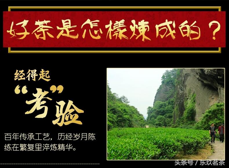 茶中珍品11——武夷山大红袍