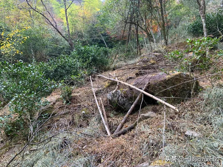 栗香玉芽：没落皇家茶园里的“一口春色”