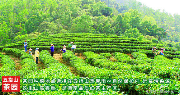 红茶产地（13）——海南红茶（代表茶：五指山红茶）