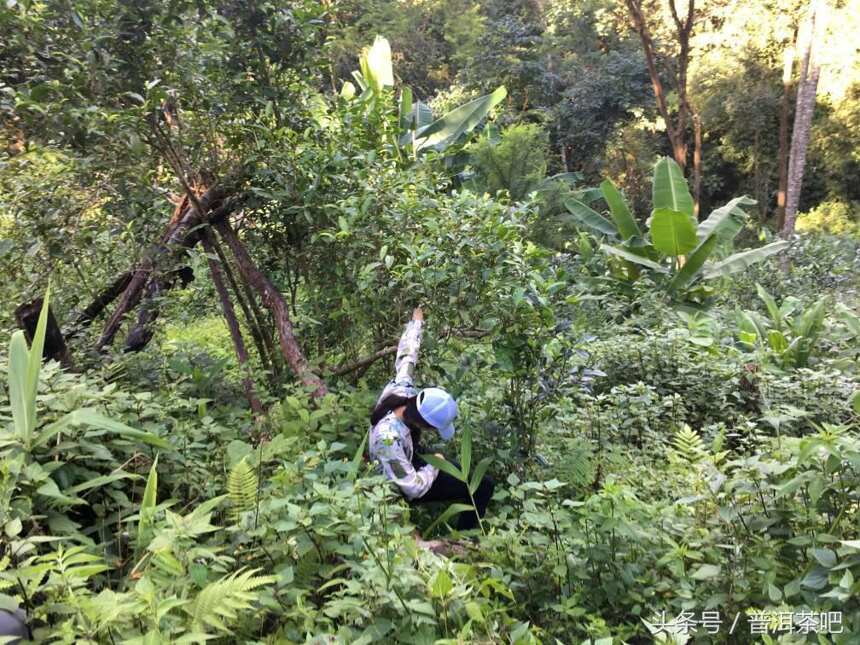 如果寻茶只是一场旅行：2017秋季普洱茶山岁月