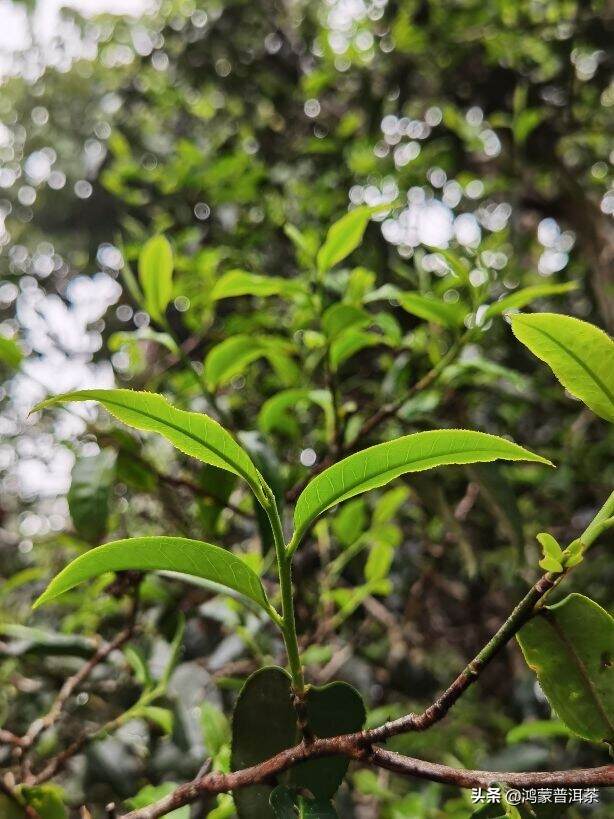 清明三天小长假，带你看云南的古茶