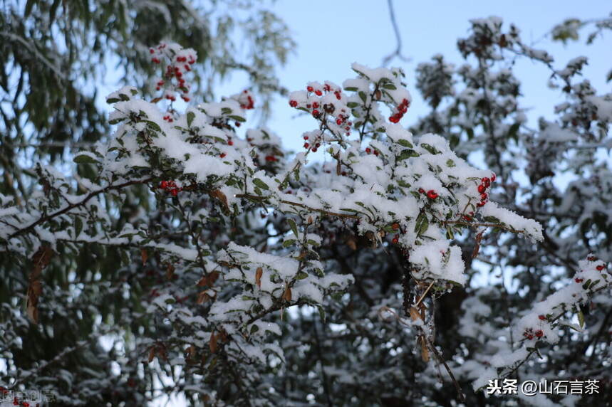 茶事 | 节气茶之立冬