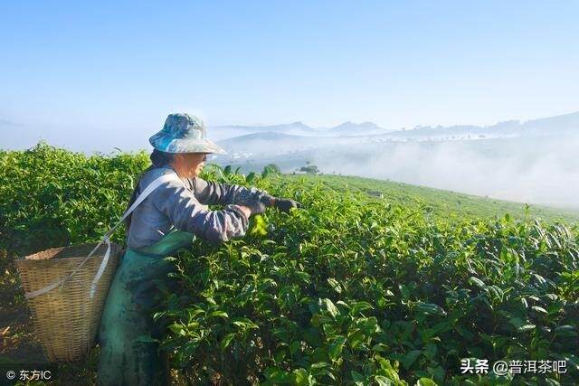 我不关心什么引起普洱茶回甘，我只关心哪些普洱茶回甘