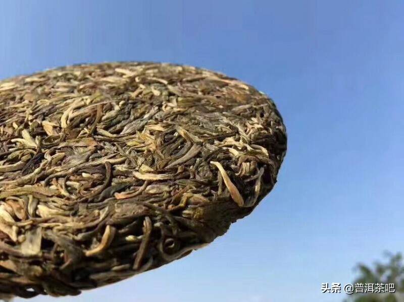 说说果敢古树茶