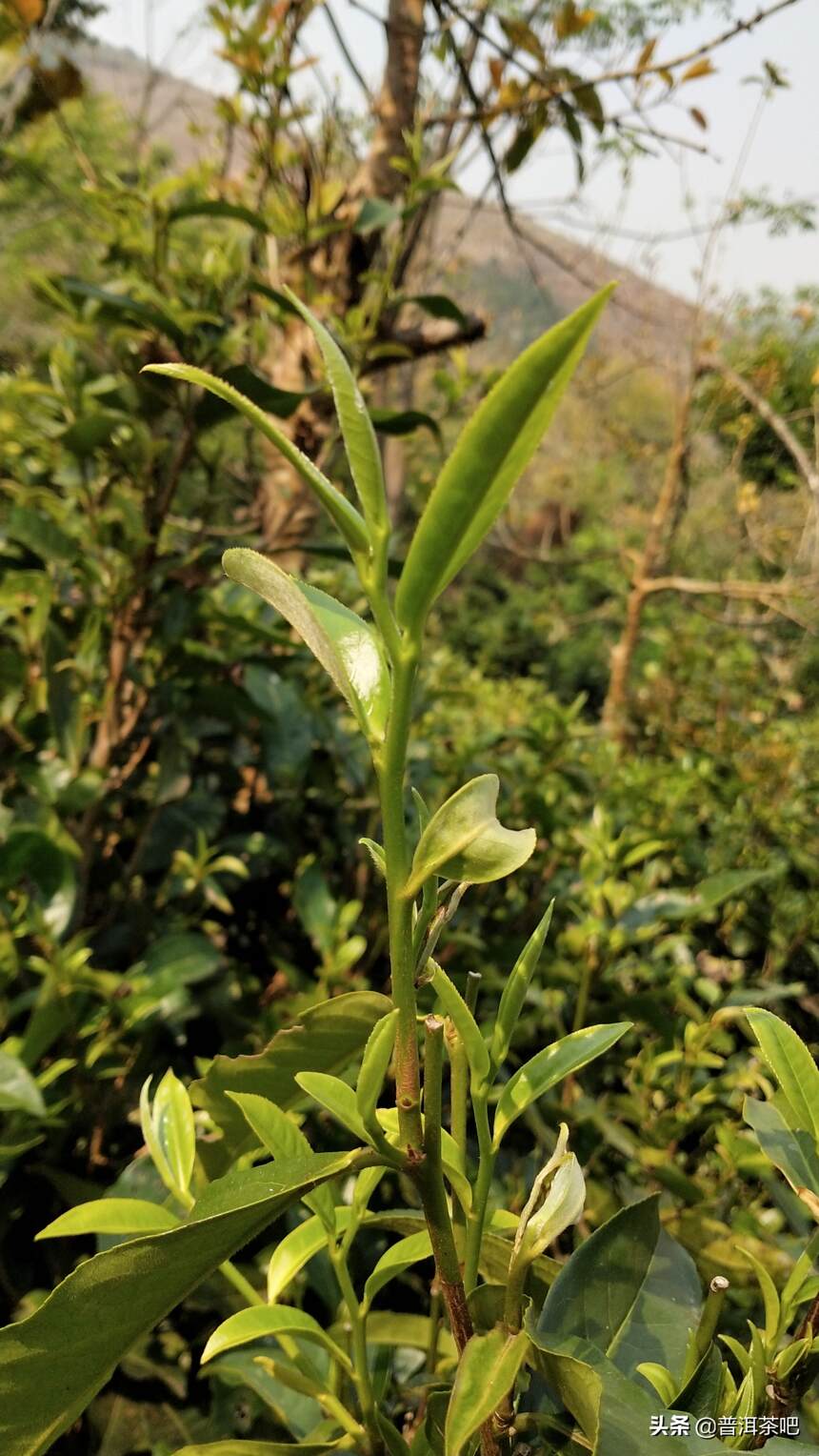 ‖春茶茶名解释，这些概念您不一定知道哦！