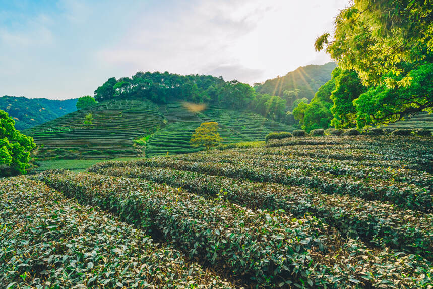 六大茶山辉煌的开始，曹当斋与倚邦茶山的故事