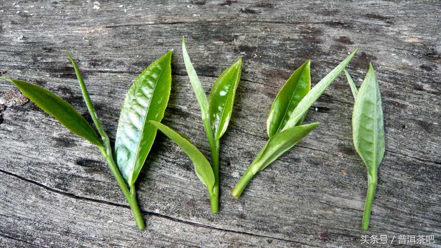 【刀哥说茶】布朗山的好茶，说老班章会被鄙视