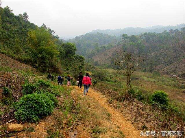 2018普洱茶吧茶山行日记丨布朗山帕点古茶园（一）