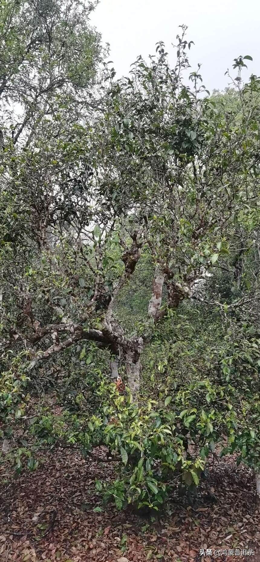 清明三天小长假，带你看云南的古茶