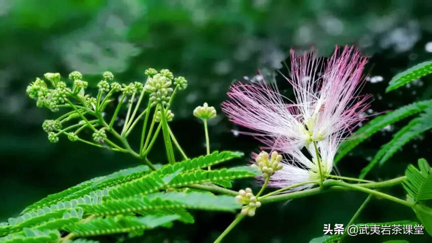 连雨不知春去，一晴方觉夏深——武夷山深度游非常规指南