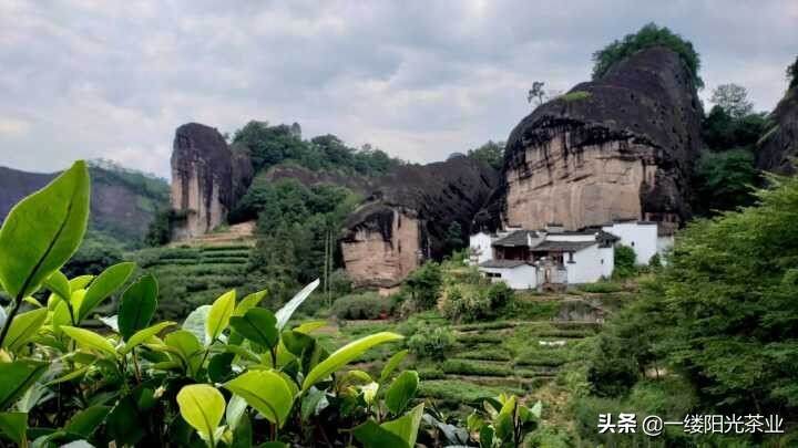 茶叶的产地真的不再重要了吗？