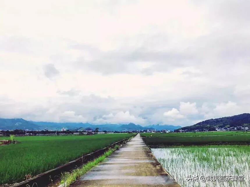 连雨不知春去，一晴方觉夏深——武夷山深度游非常规指南