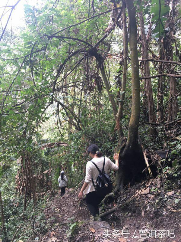 茶吧小分队茶山行——薄荷塘