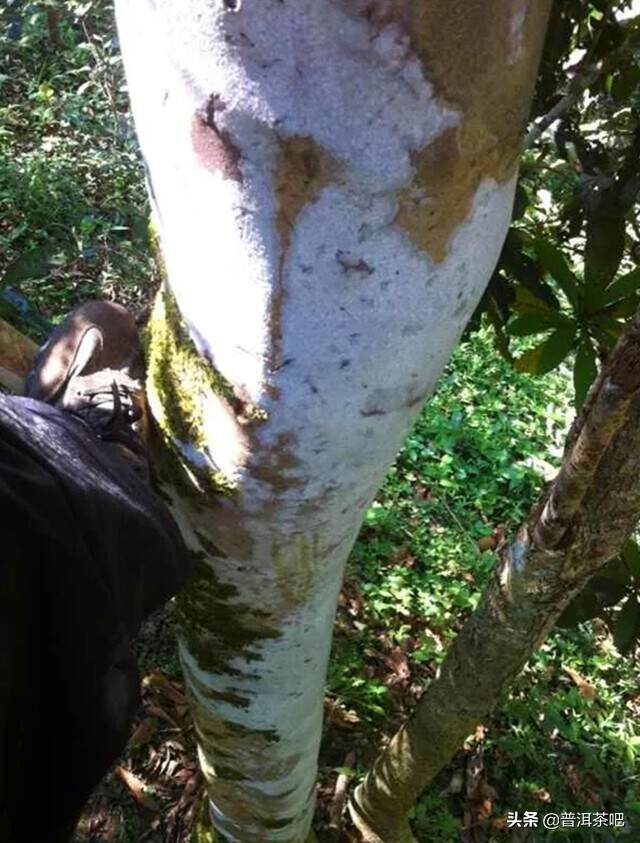 「普洱茶山头」蛮砖，传说是诸葛亮埋铁砖的地方