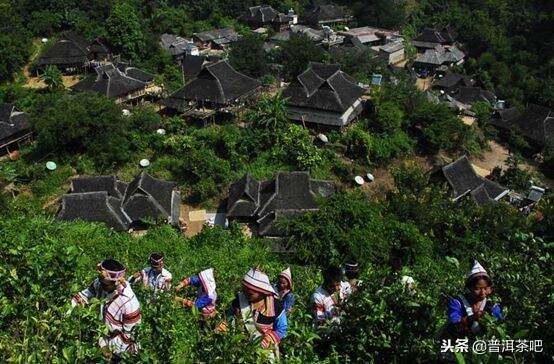 “喝普洱茶讲山头”是从什么时候开始流行的？